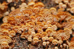 Xeromphalina leonina