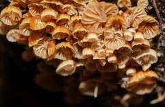 Xeromphalina leonina