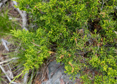 Juniperus sabina