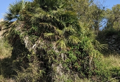 Chamaerops humilis