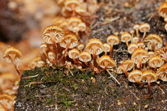 Xeromphalina leonina