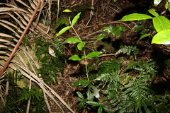 Melodinus acutiflorus