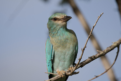 Coracias garrulus garrulus