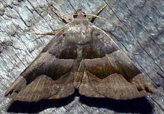 Gondysia