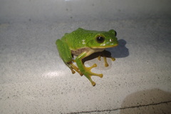 Zhangixalus schlegelii