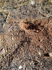 Hystrix africaeaustralis