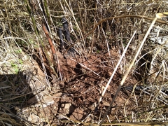 Hystrix africaeaustralis