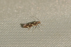 Calybites phasianipennella