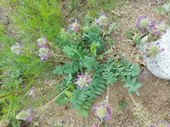 Oxytropis tompudae
