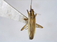 Stenodema holsata