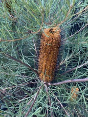 Banksia cunninghamii