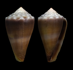 Conus conco