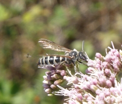 Colpa quinquecincta