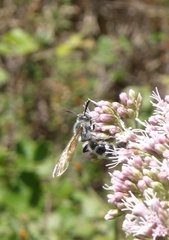Colpa quinquecincta
