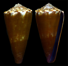 Conus conco