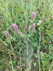 Castilleja rubra