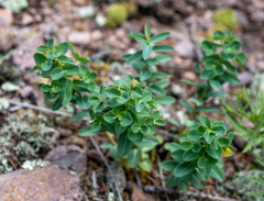 Euphorbia alpina
