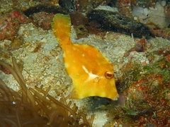 Acreichthys tomentosus