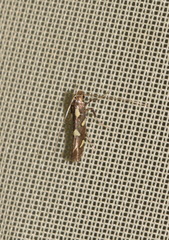 Calybites phasianipennella