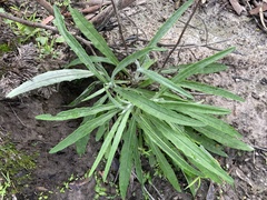 Senecio prenanthoides