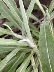 Senecio prenanthoides