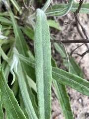 Senecio prenanthoides
