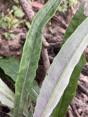 Senecio prenanthoides