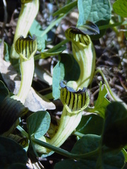 Aristolochia clusii