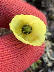 Papaver mcconnellii