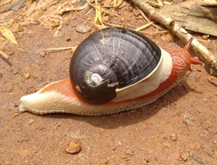 Indrella ampulla