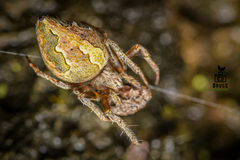 Eriovixia tangi