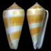 Singed Cone - Photo (c) Fabrice Prugnaud, some rights reserved (CC BY-NC), uploaded by Fabrice Prugnaud