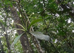 Posoqueria latifolia