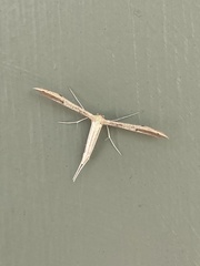 Hellinsia tephradactyla