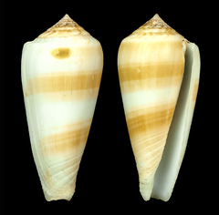 Conus consors