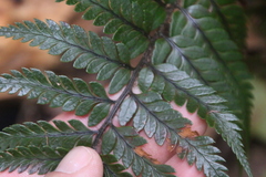 Polystichum wawranum
