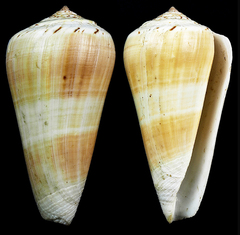 Conus consors