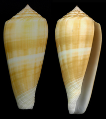 Conus consors