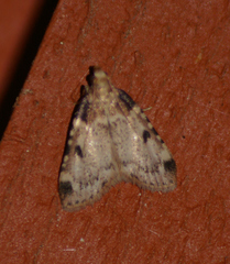 Aglossa costiferalis