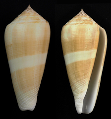 Conus consors