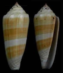 Conus consors