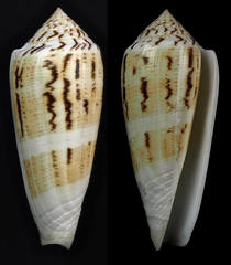 Conus consors