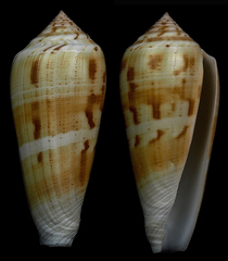 Conus consors