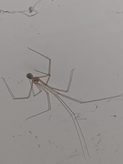 Micropholcus fauroti