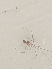 Micropholcus fauroti