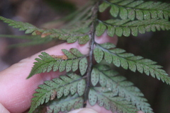 Polystichum wawranum