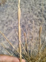 Thinopyrum junceum