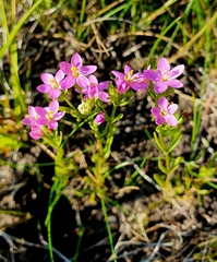 Centaurium littorale uliginosum