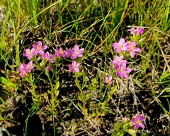 Centaurium littorale uliginosum