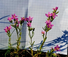 Centaurium littorale uliginosum
